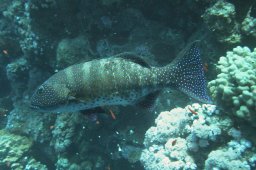 Rotmeer Leopard Zackenbarsch (Plectropomus pessuliferus marisrubri)